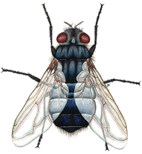 בוהקן כחול (זבוב בשר) blowfly